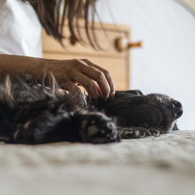 Yamini Dubey's post tagged #petlove