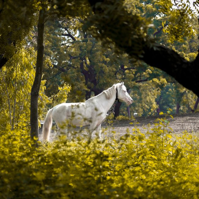 Komal Gupta's post tagged #naturelover