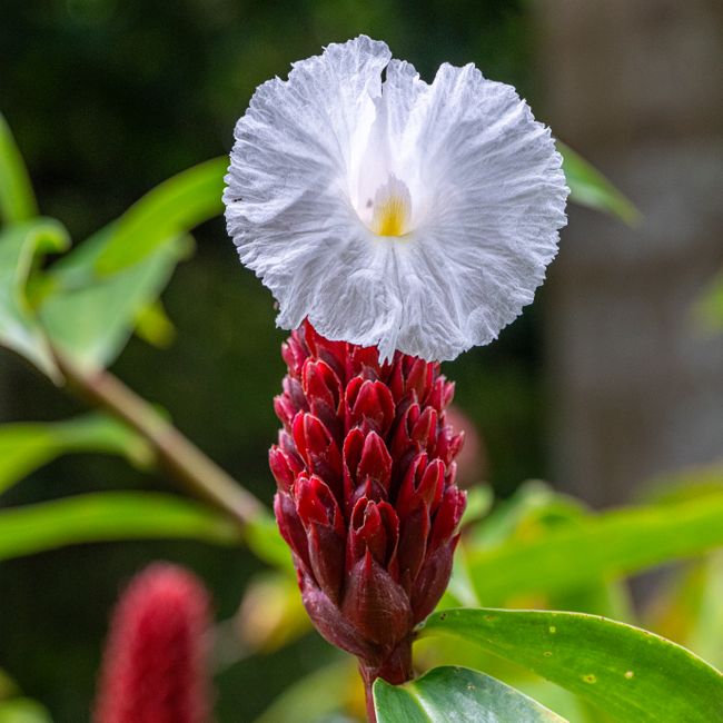 A Callings member's post tagged #homegardening