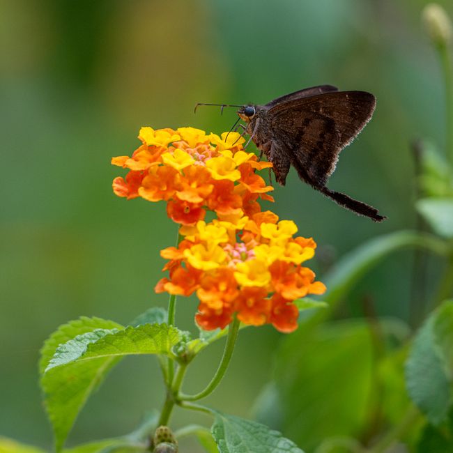 A Callings member's post tagged #gardentips