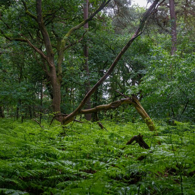 Nima Bhutia's post tagged #hikingadventures