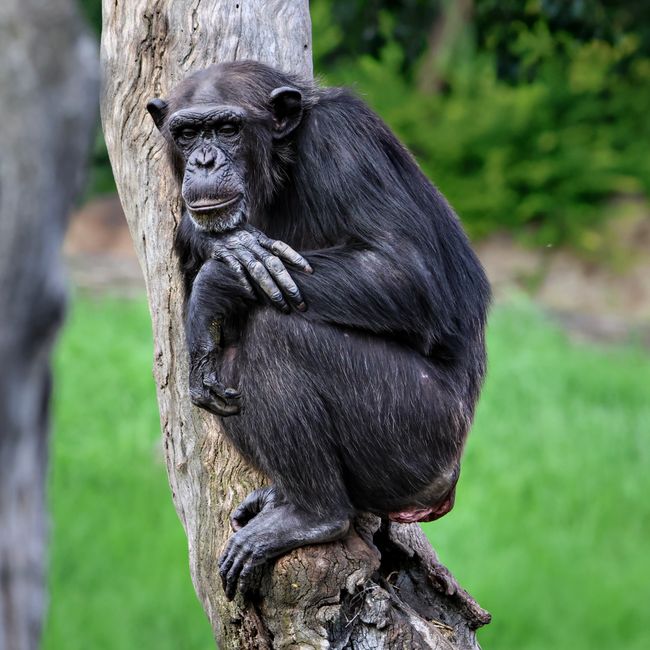 A Callings member's post tagged #chimpanzeecommunication