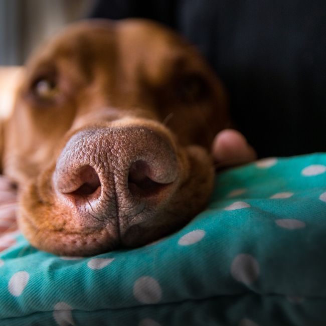 Riya Raj's post tagged #doglife