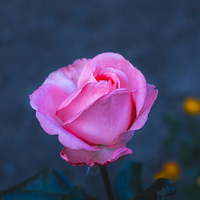 Rachna Chauhan's post tagged #gardeninglove