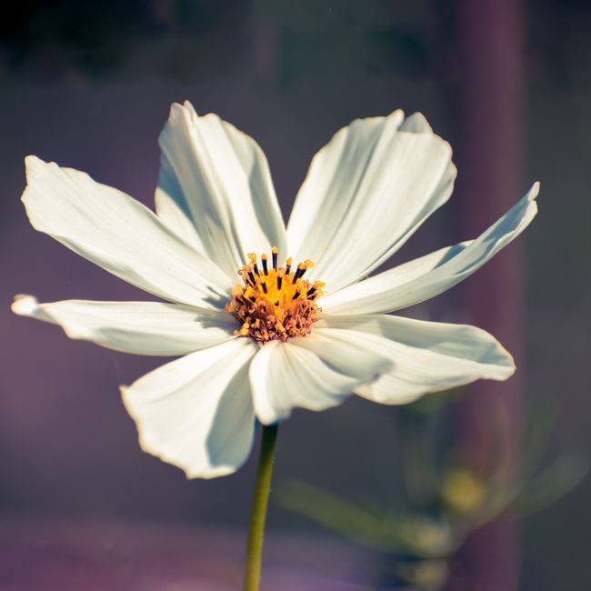 Deepthi Devi's post tagged #gardenjoy
