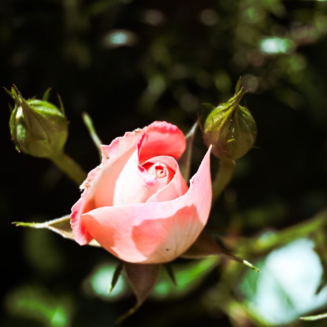 Bhargavi Kumar's post tagged #techandnature