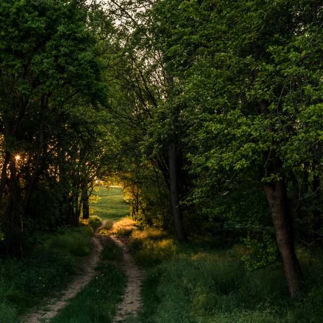 Vandana Yadav's post tagged #naturelover
