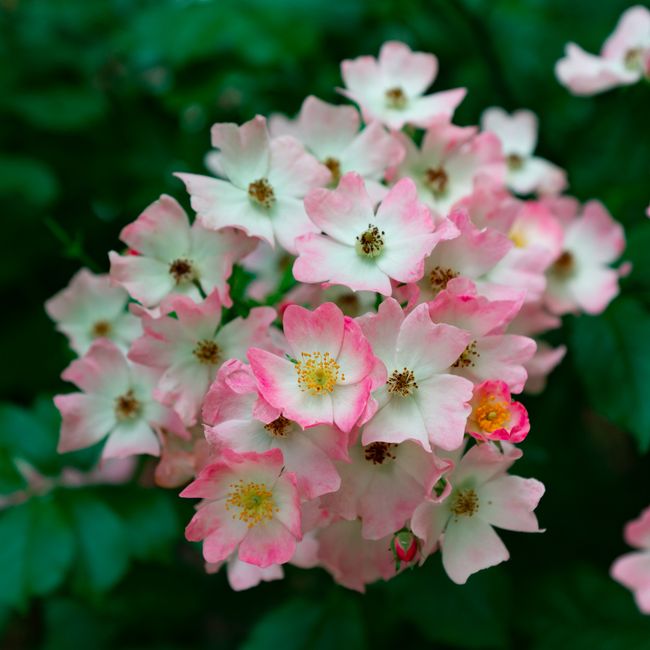 Swati Yadav's post tagged #photographylover
