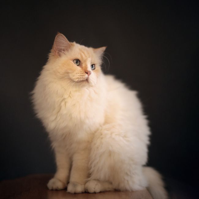 Aparajita Mukherjee's post tagged #petlove